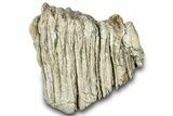 Fossil Columbian Mammoth Upper M Molar - South Dakota #300095-4